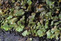 Attēlu rezultāti vaicājumam “Dermatocarpon luridum”