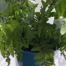 Attēlu rezultāti vaicājumam “Dryopteris affinis”