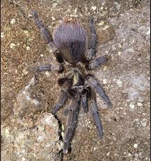 Attēlu rezultāti vaicājumam “Ptinus sp. female”