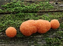 Attēlu rezultāti vaicājumam “Tubifera ferruginosa (subsp. ferruginosa) sessile”