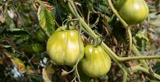 Afbeeldingsresultaat voor CDB tomato