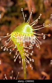 Attēlu rezultāti vaicājumam “Drosera anglica leaf”