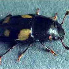 Attēlu rezultāti vaicājumam “Nitidulidae”