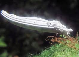 Attēlu rezultāti vaicājumam “Orthezia urticae”