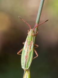 Attēlu rezultāti vaicājumam “Myrmus miriformis”