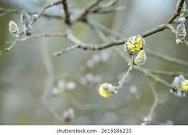 Attēlu rezultāti vaicājumam “Salix cinerea male flower”