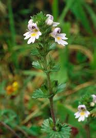 Attēlu rezultāti vaicājumam “Euphrasia”