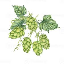 Attēlu rezultāti vaicājumam “Humulus lupulus leaf”