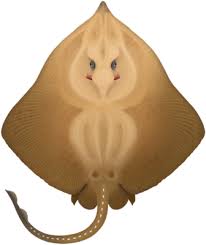 Image result for Amblyraja hyperborea