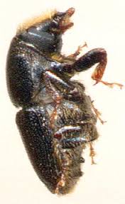 Attēlu rezultāti vaicājumam “Scolytus ratzeburgi”