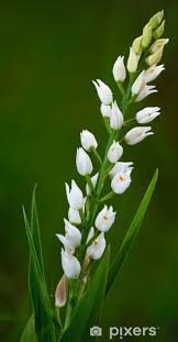 Attēlu rezultāti vaicājumam “Cephalanthera longifolia”