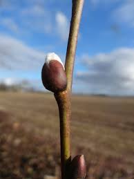 Attēlu rezultāti vaicājumam “Salix caprea bud”