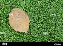 Attēlu rezultāti vaicājumam “Dicranella crispa”