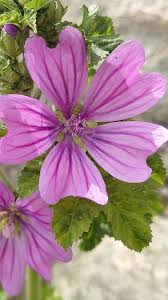 Image result for Malva sylvestris