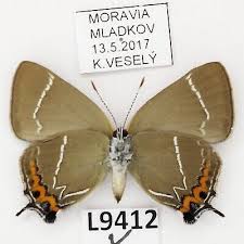 Attēlu rezultāti vaicājumam “Satyrium w-album”