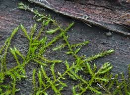 Attēlu rezultāti vaicājumam “Serpoleskea confervoides”