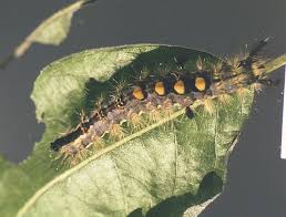 Attēlu rezultāti vaicājumam “Orgyia antiqua imago”