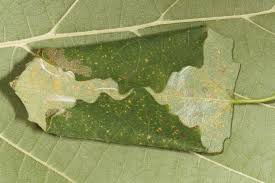 Attēlu rezultāti vaicājumam “Ancylis laetana”