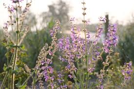 Image result for Salvia pratensis
