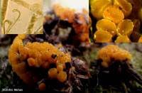 Attēlu rezultāti vaicājumam “Byssonectria fusispora”