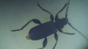 Attēlu rezultāti vaicājumam “Korynetes caeruleus”