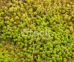 Attēlu rezultāti vaicājumam “Sphagnum cuspidatum”