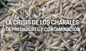 Attēlu rezultāti vaicājumam “Charales”