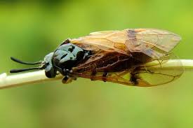 Attēlu rezultāti vaicājumam “Arge ustulata”