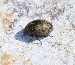 Attēlu rezultāti vaicājumam “Cytilus sericeus”