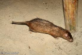 Attēlu rezultāti vaicājumam “Trichia longipalpis sessile”