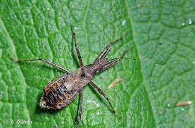 Attēlu rezultāti vaicājumam “Himacerus apterus”