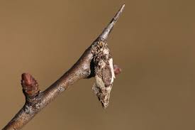 Attēlu rezultāti vaicājumam “Proutia betulina”