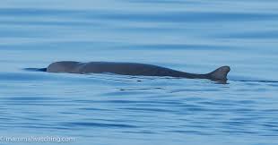 Image result for Kogia breviceps