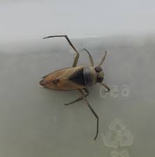 Attēlu rezultāti vaicājumam “Notonecta glauca”