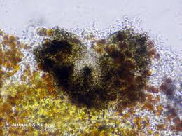 Attēlu rezultāti vaicājumam “Opegrapha rufescens”