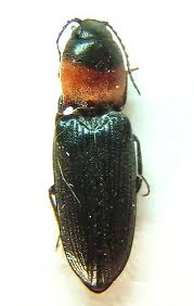 Attēlu rezultāti vaicājumam “Cardiophorus ruficollis”