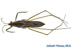 Attēlu rezultāti vaicājumam “Gerridae”