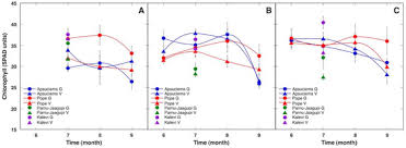 Attēlu rezultāti vaicājumam “Saussurea esthonica”