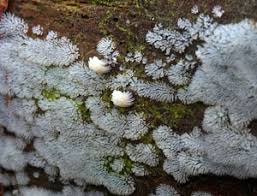 Attēlu rezultāti vaicājumam “Trichia longipalpis sessile”