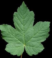 Attēlu rezultāti vaicājumam “Acer pseudoplatanus”