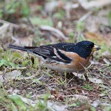 「アトリ・レギンハルト」の画像検索結果