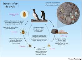 Attēlu rezultāti vaicājumam “Ixodes”
