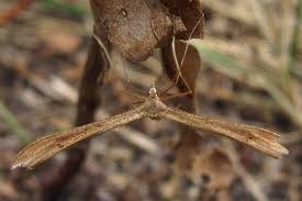 Attēlu rezultāti vaicājumam “Stenoptilia pterodactyla”