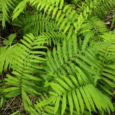 Attēlu rezultāti vaicājumam “Diderma montanum stalked”