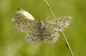 Attēlu rezultāti vaicājumam “Scopula immorata”