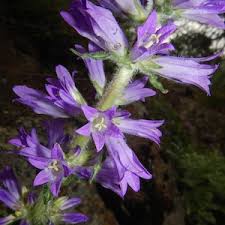 Image result for Campanula spicata
