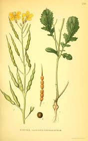 Attēlu rezultāti vaicājumam “Raphanus raphanistrum fruit”