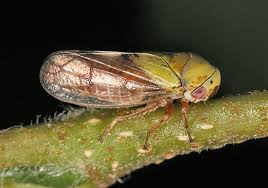 Attēlu rezultāti vaicājumam “Oncopsis sp.”