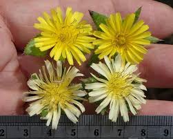 Attēlu rezultāti vaicājumam “Oxyrrhynchium hians var. rigidum”