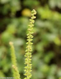 Attēlu rezultāti vaicājumam “Ambrosia artemisiifolia fruit”